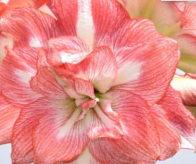 3 Bulb Amaryllis Display: Done For You (PREORDER PRICING)