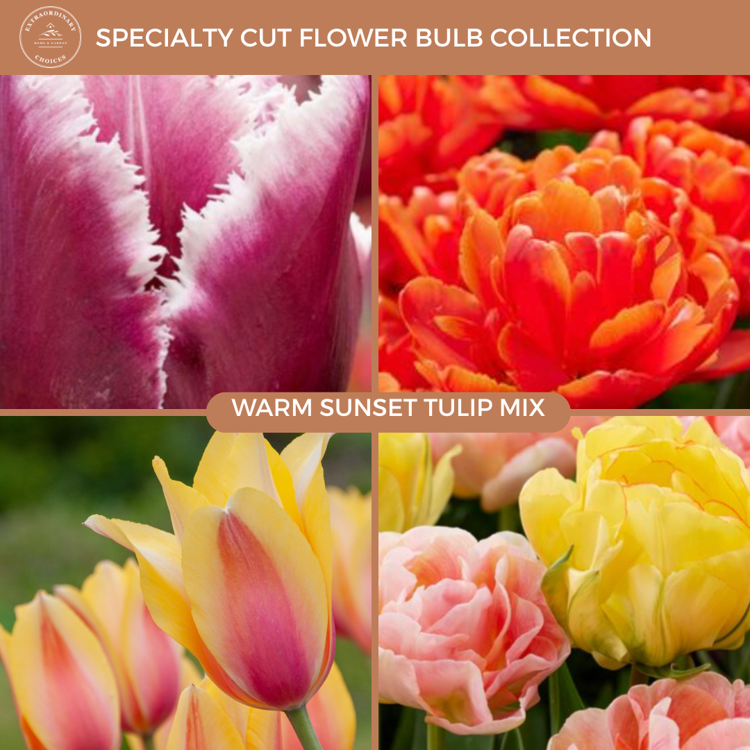 Warm Sunset Tulip Mix (15 bulbs) PREORDER