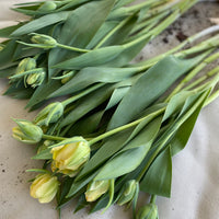 October Workshop: Planting Spring Bulbs (Tulips, Daffodils, Ranunculus) (REGISTRATION IS NOW CLOSED - SIGN UP FOR EMAIL LIST TO RECEIVE INFORMATION ON UPCOMING EVENTS)