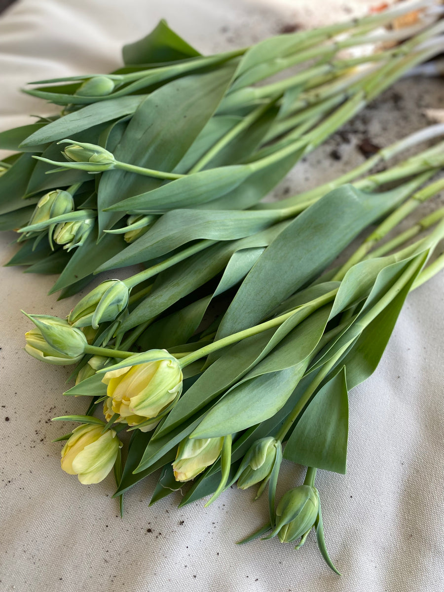 October Workshop: Planting Spring Bulbs (Tulips, Daffodils, Ranunculus)
