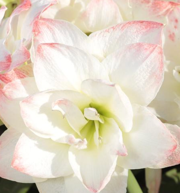 3 Bulb Amaryllis Display: Done For You (PREORDER PRICING)