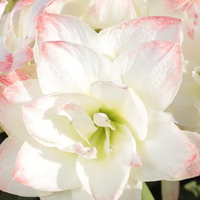 3 Bulb Amaryllis Display: Done For You (PREORDER PRICING)