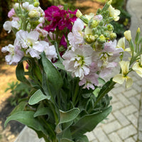 Growing 3 Spring Faves: Ranunculus, Snapdragons & Stock!