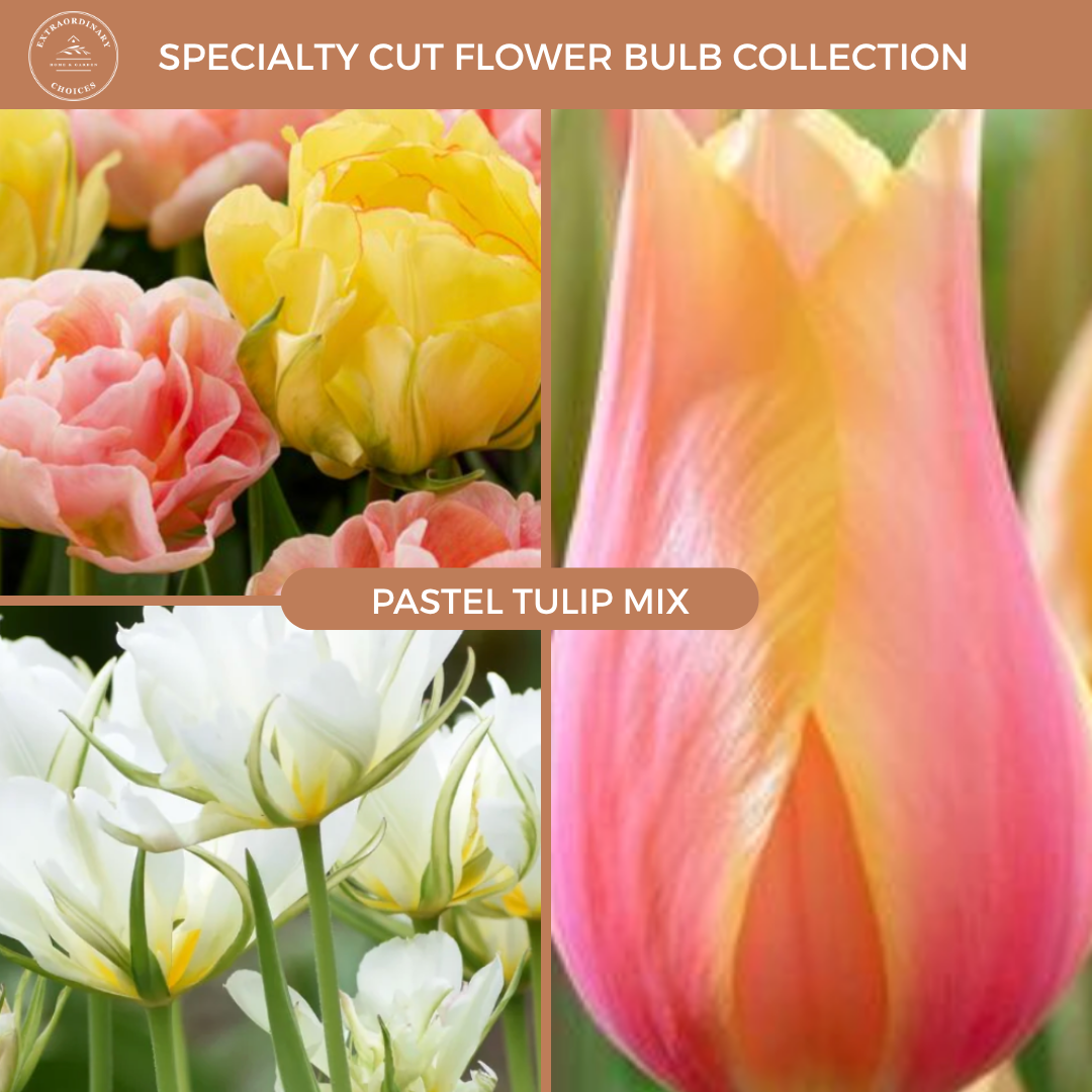 Pastel Tulip Mix (15 bulbs)