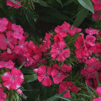 Cutting Gardens to Go: Fall Planted Hardy Annuals