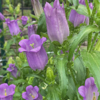 Cutting Gardens to Go: Fall Planted Hardy Annuals
