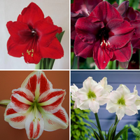 Spring Amaryllis 3 Bulb Display: Done For You