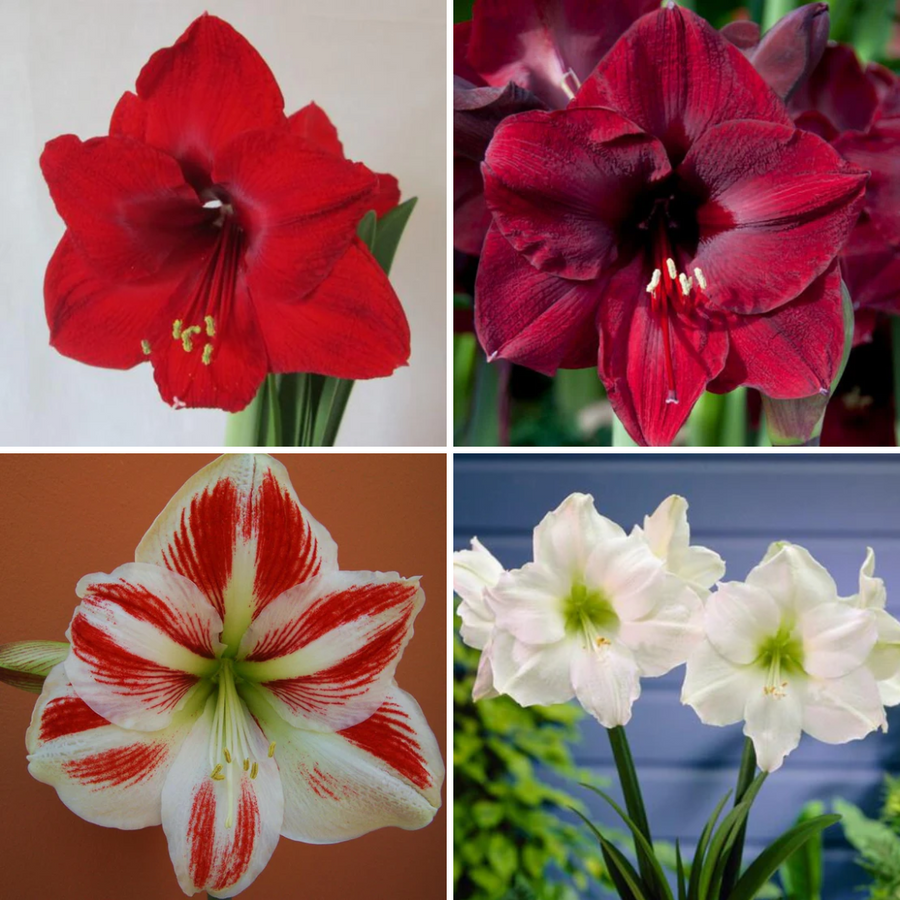 Holiday Amaryllis 3 Bulb Display: Done For You