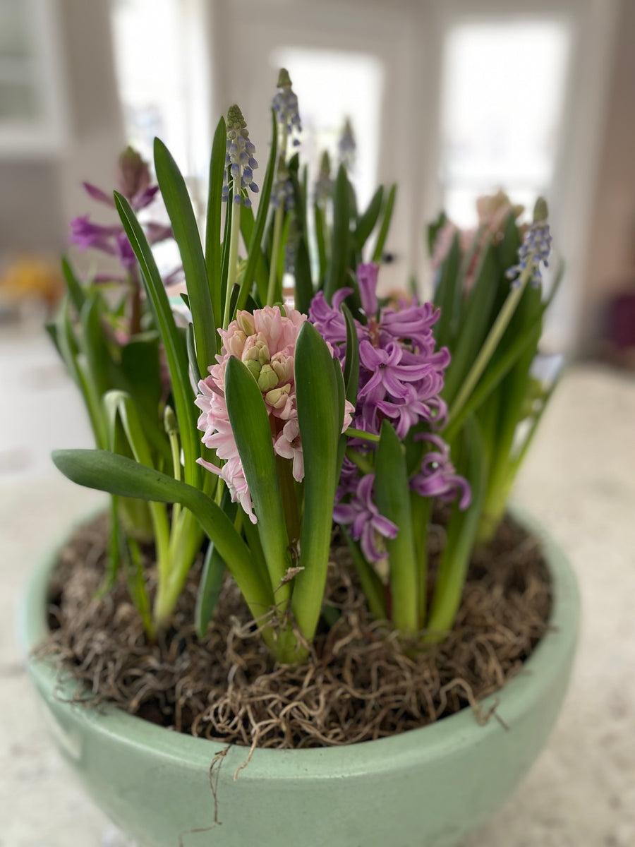 indoor plants with bulbs Indoor Tabeltop Spring Bulb Garden