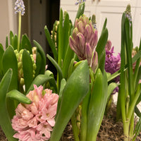 Workshop: Create a Gorgeous Spring Bulb Centerpiece