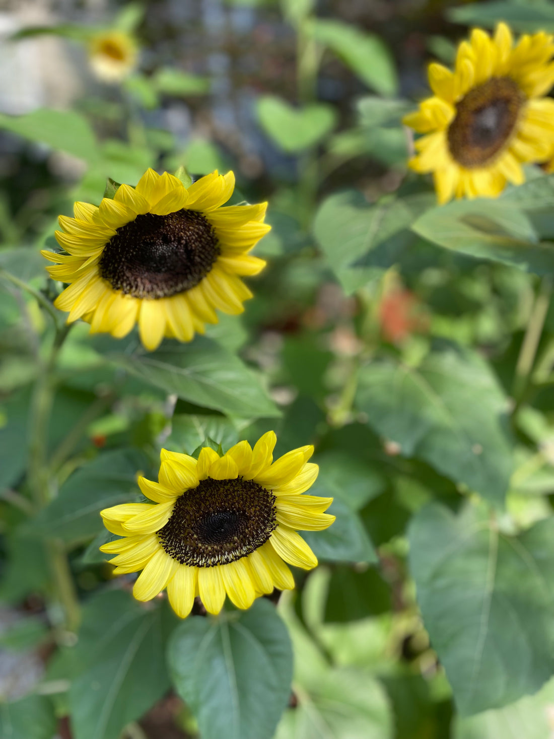 Local Virginia Grown Summer Flower Bunches