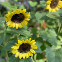 Local Virginia Grown Summer Flower Bunches