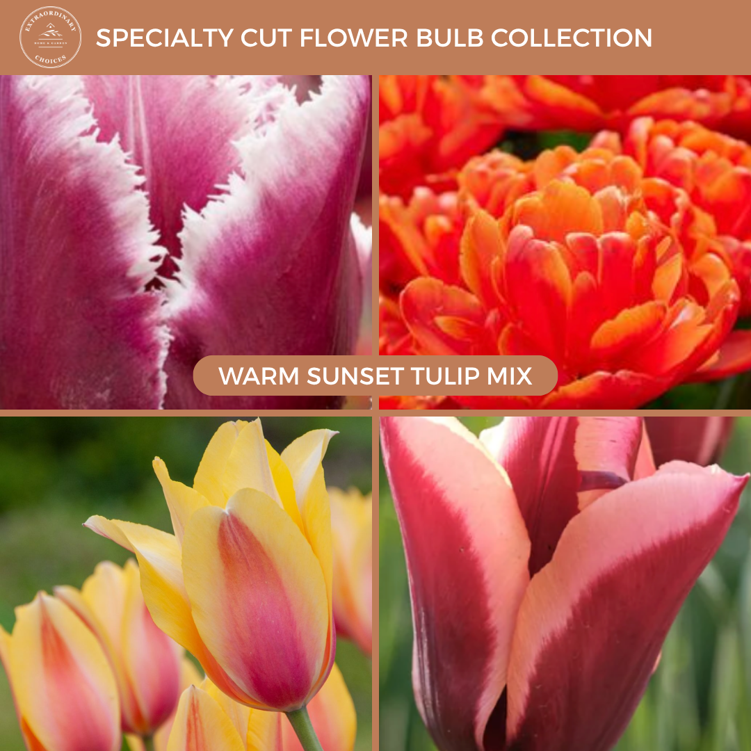 Warm Sunset Tulip Mix (15 bulbs)