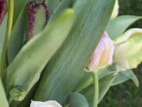 Local Spring Flowers - Mixed Bunches