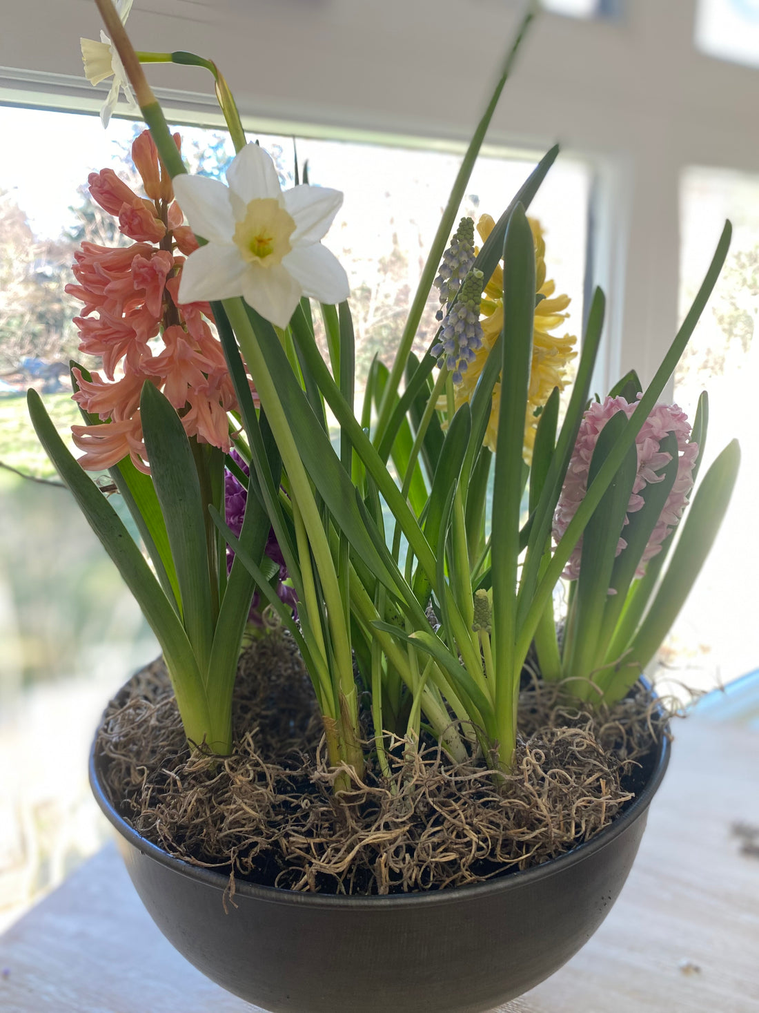 Indoor Spring Bulb Garden