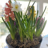 Indoor Spring Bulb Garden